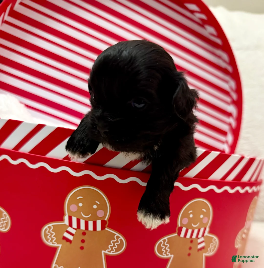 Shihpoo dogs for sale: Luna - Ad 12