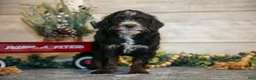 Mini Goldendoodle dogs for sale: Tommy - Ad 2