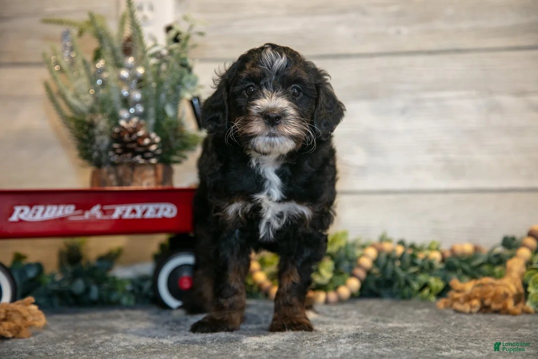 Mini Goldendoodle dogs for sale: Tommy - Ad 2