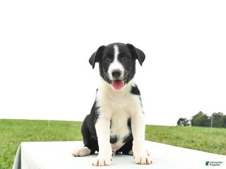 Border Collie dogs Scout - Ad 41