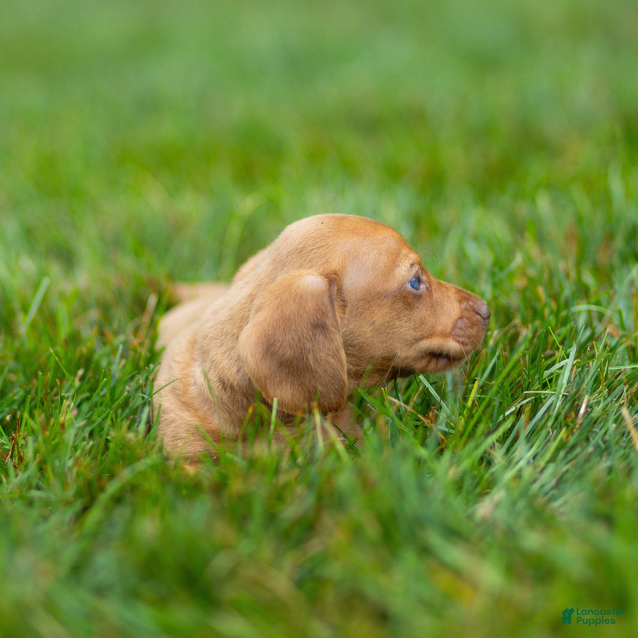 Miniature Dachshund dogs Mylan Miniature Dachshund  - Ad 2