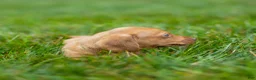 Miniature Dachshund dogs for sale: Mylan Miniature Dachshund  - Ad 8