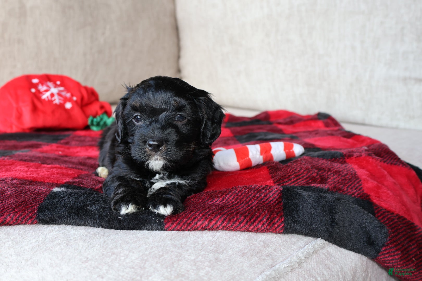 Mixed Breed dogs Cooper - Ad 34