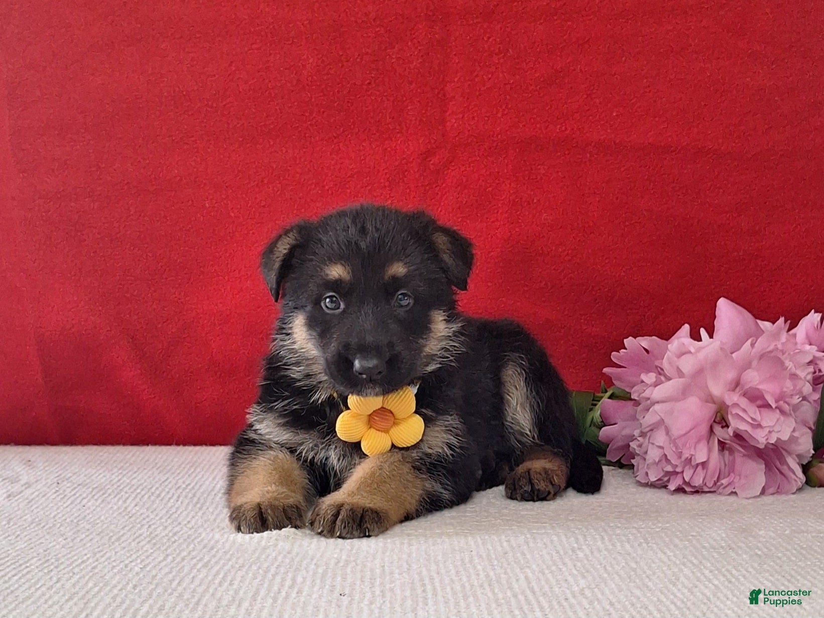 German Shepherd dogs Lavender - Ad 2