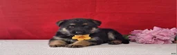 German Shepherd dogs for sale: Lavender - Ad 2