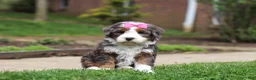 Mini Bernedoodle dogs for sale: Makenzie - Ad 6