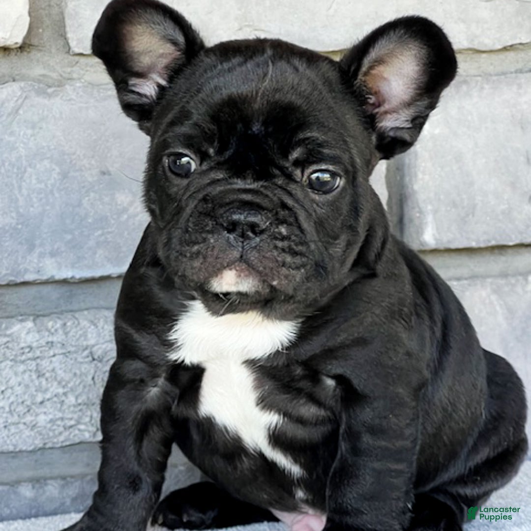 French Bulldog dogs for sale: Ortiz - Ad 5