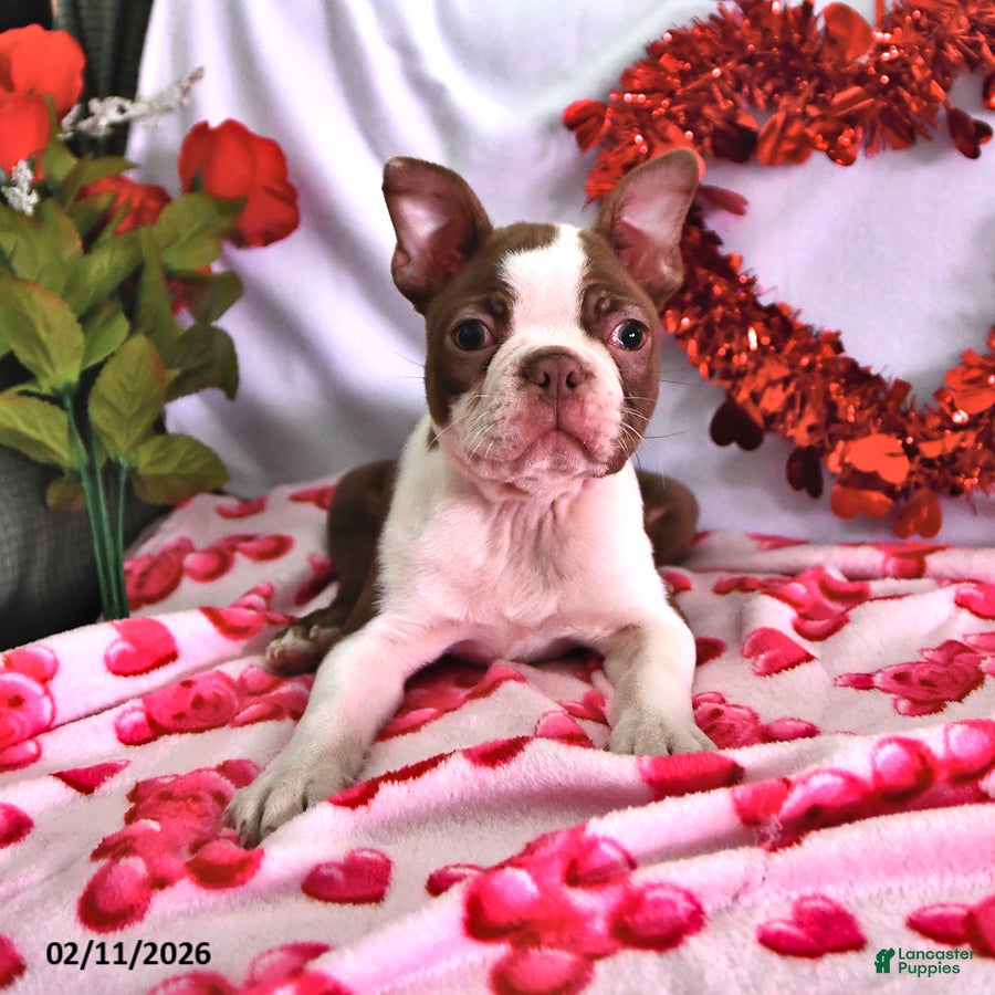 Boston Terrier dogs King - Ad 2