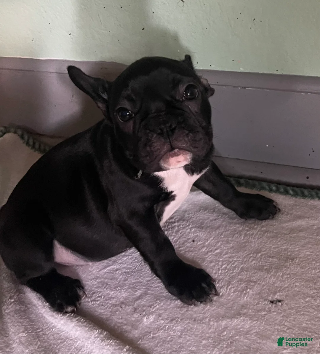 French Bulldog dogs for sale: NATALIA - Ad 2