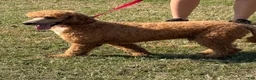 Miniature Poodle dogs for sale: Astro - Ad 2