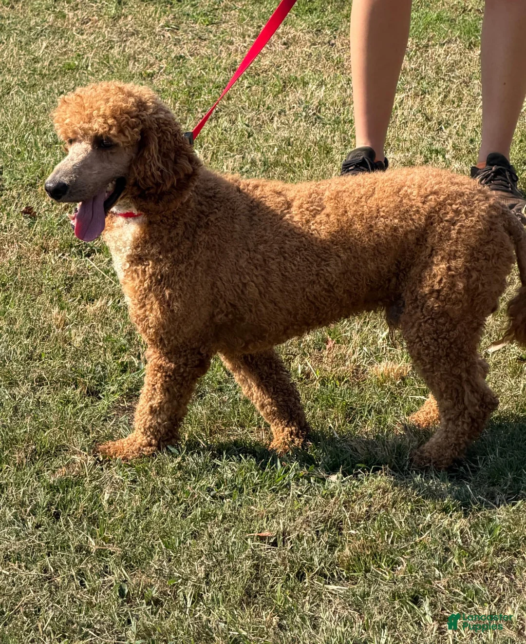 Miniature Poodle dogs for sale: Astro - Ad 2