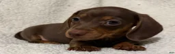 Miniature Dachshund dogs for sale: BAE - Ad 9