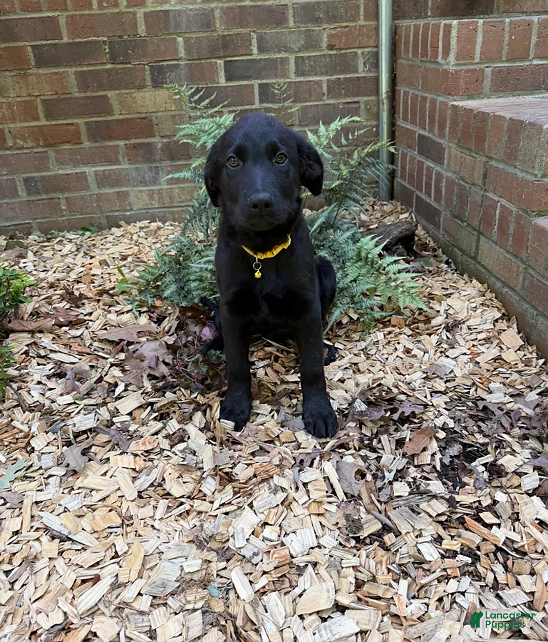 German Shepherd dogs for sale: Nova - Ad 1