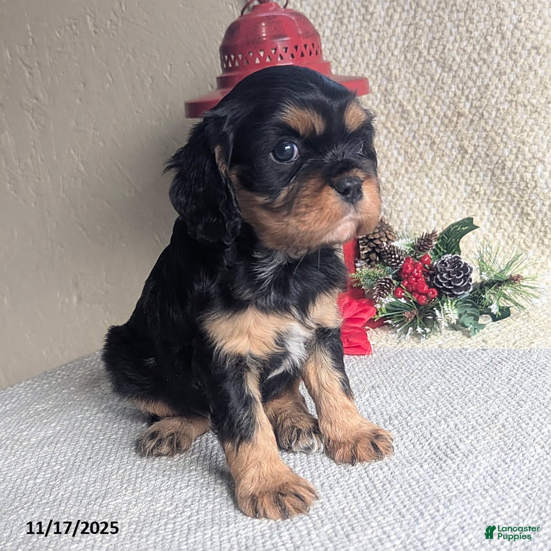 Cavalier King Charles Spaniel dogs for sale: Betty   - Ad 5