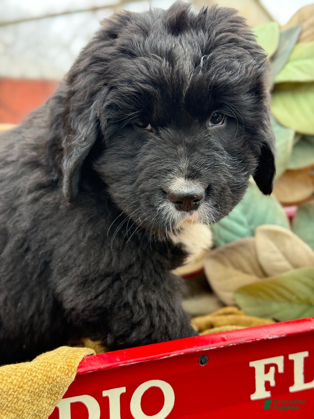 Mixed Breed dogs for sale: Willow - Ad 10