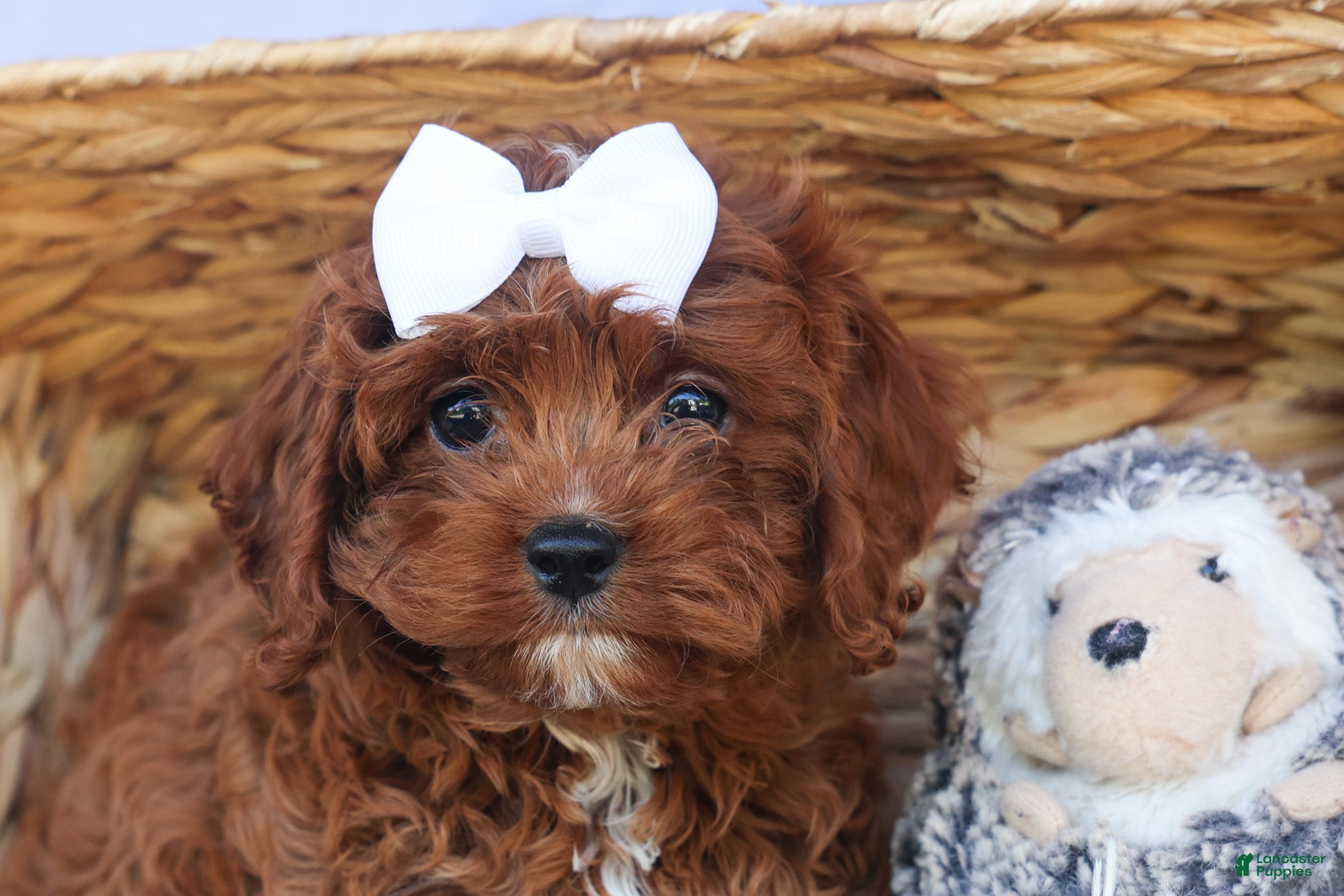 Cavapoo dogs for sale: RHODA - Ad 14