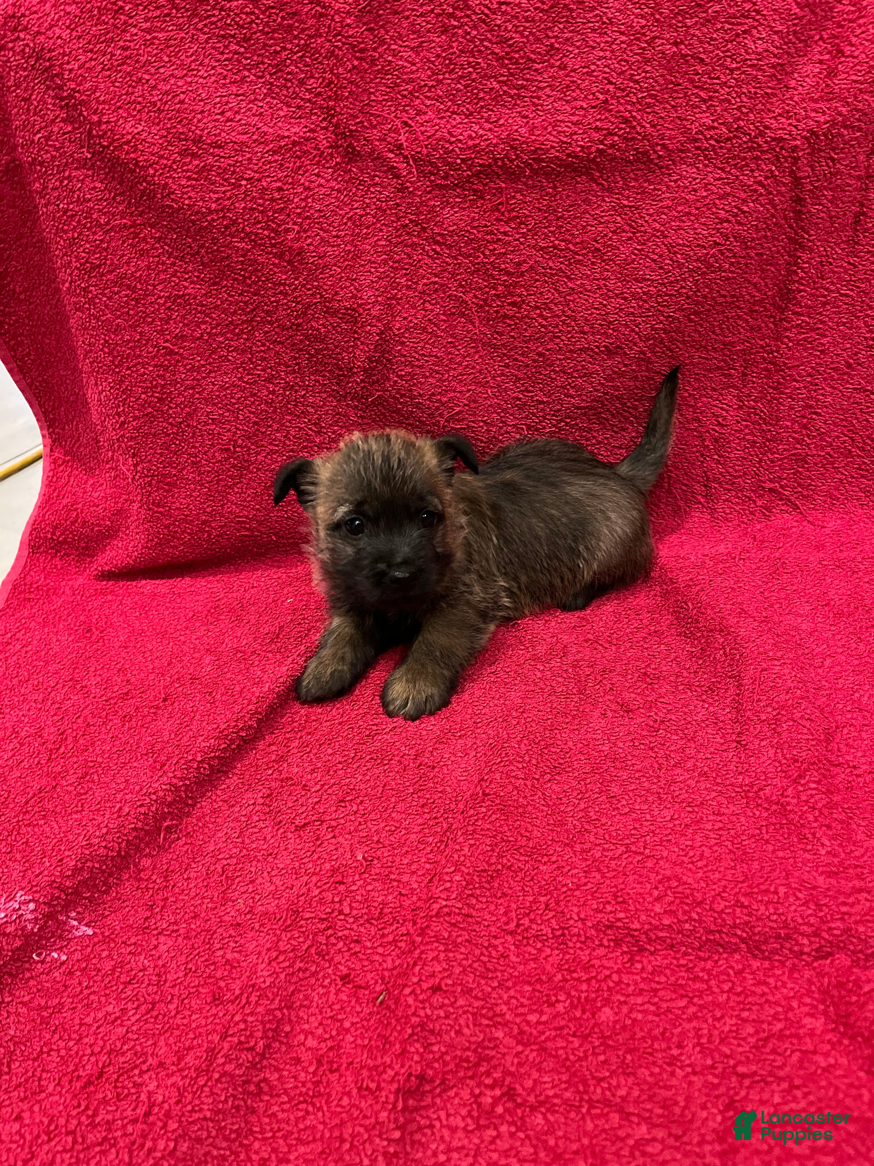 Cairn Terrier dogs Cookie - Ad 2