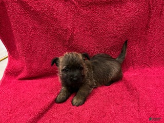 Cairn Terrier dogs Cookie - Ad 2