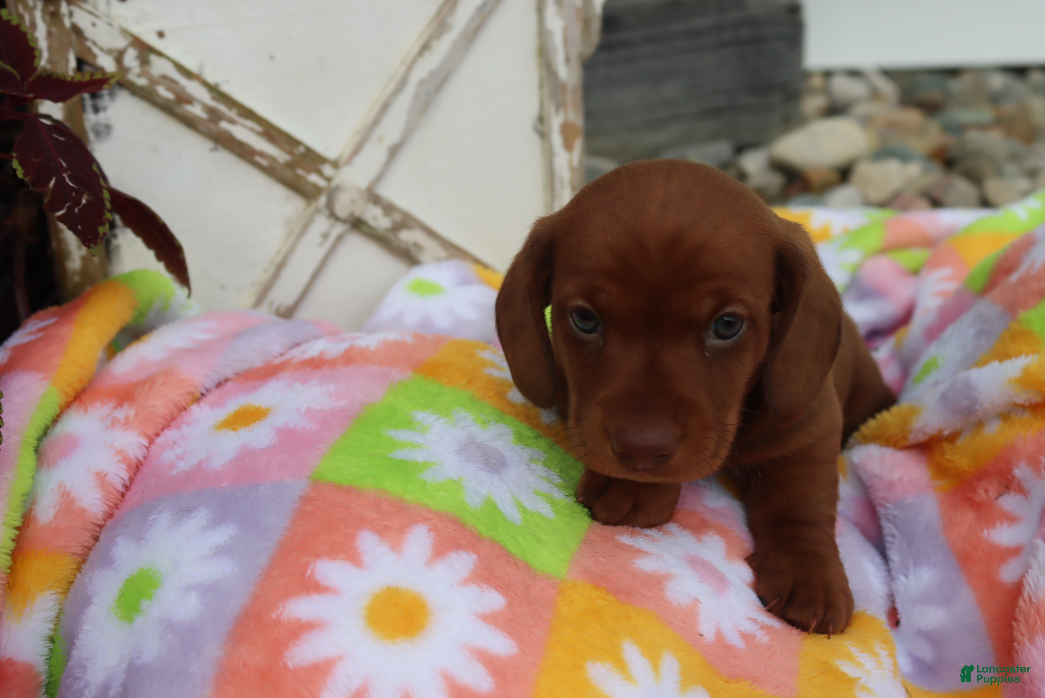 Miniature Dachshund dogs Mike - Ad 11