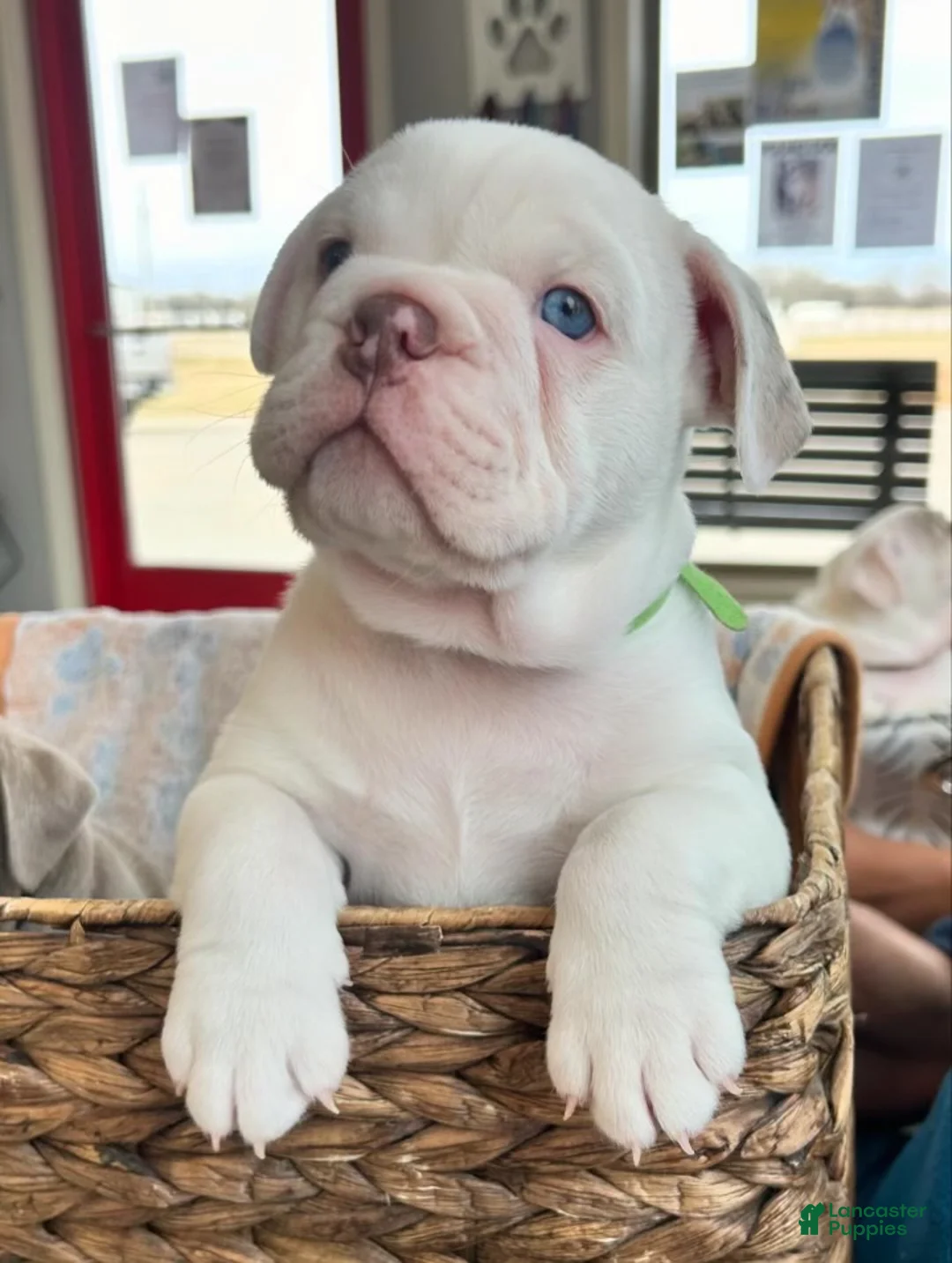 English Bulldog dogs for sale: English Bulldog Puppy 1 - Ad 1