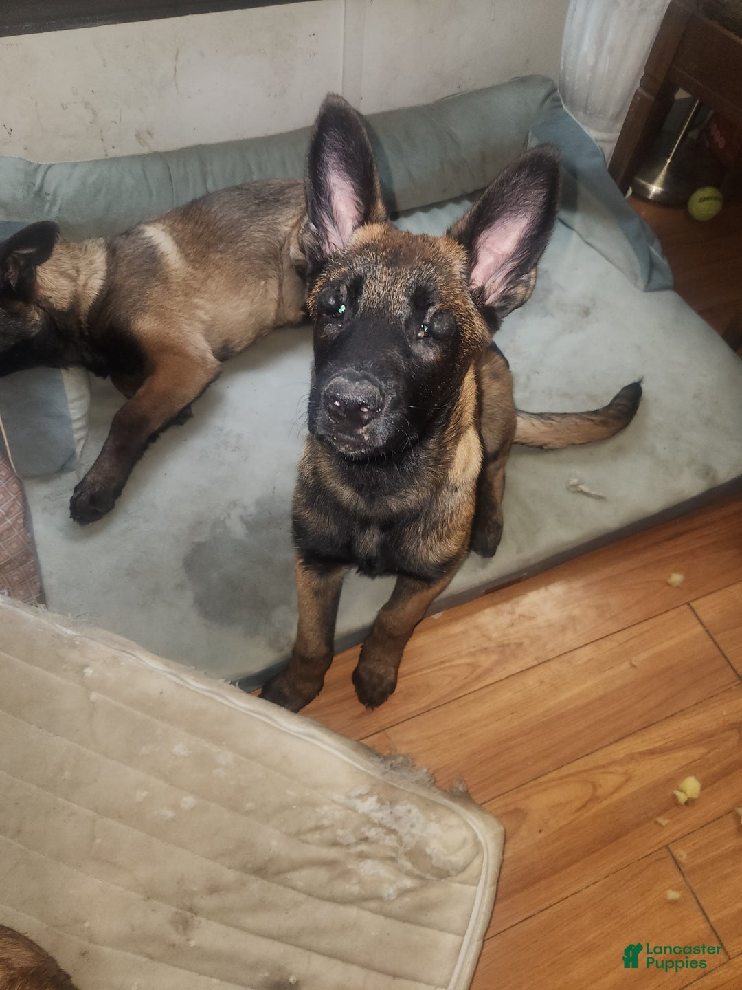 Belgian Malinois dogs for sale: Bee - Ad 1