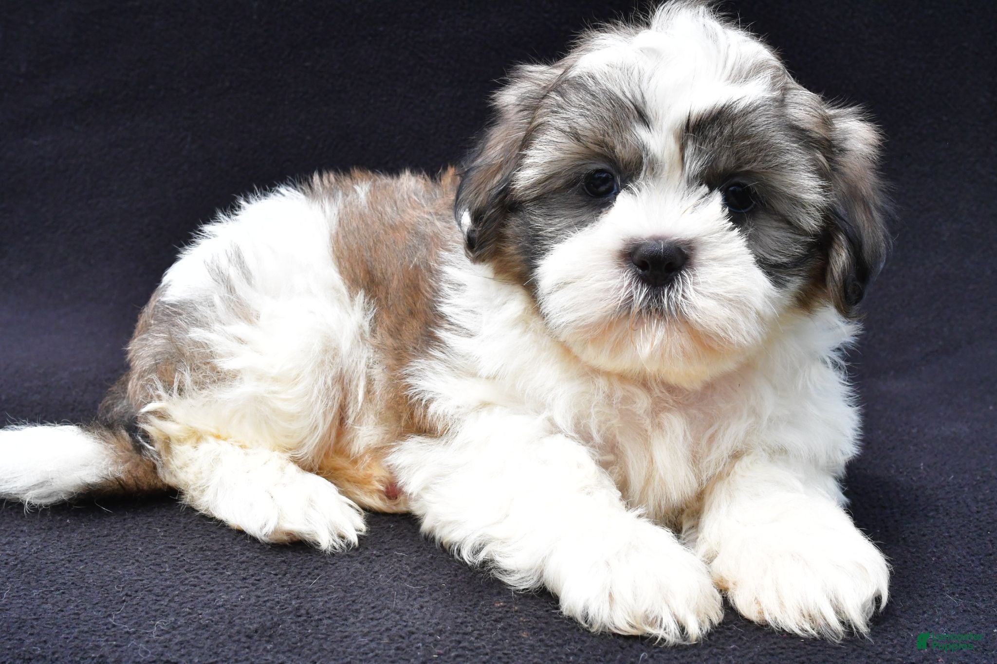 Shih Tzu dogs Alex - Ad 1