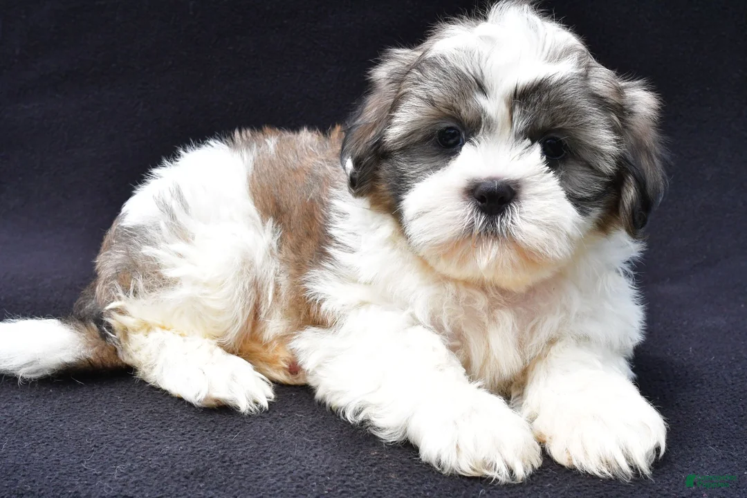 Shih Tzu dogs for sale: Alex - Ad 1