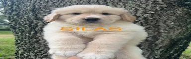 Silas