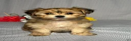 Yochon dogs for sale: Polly - Ad 1