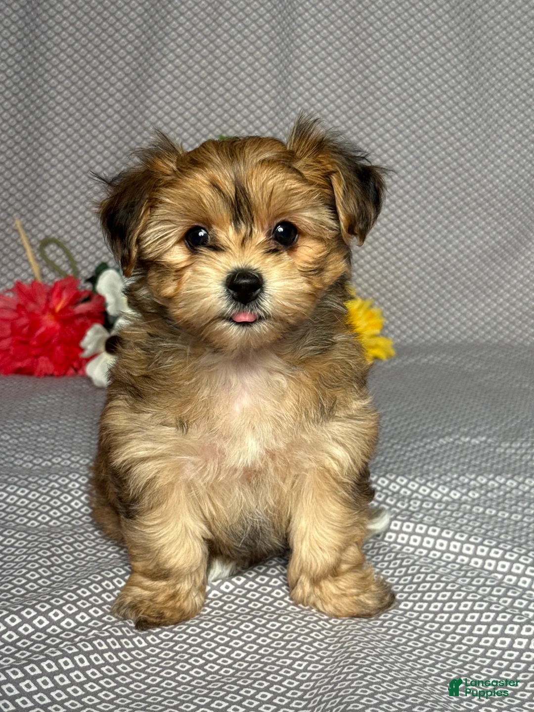 Yochon dogs for sale: Polly - Ad 1