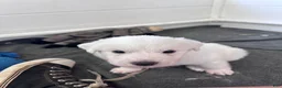 Great Pyrenees dogs for sale: AKC Sesame - Ad 4