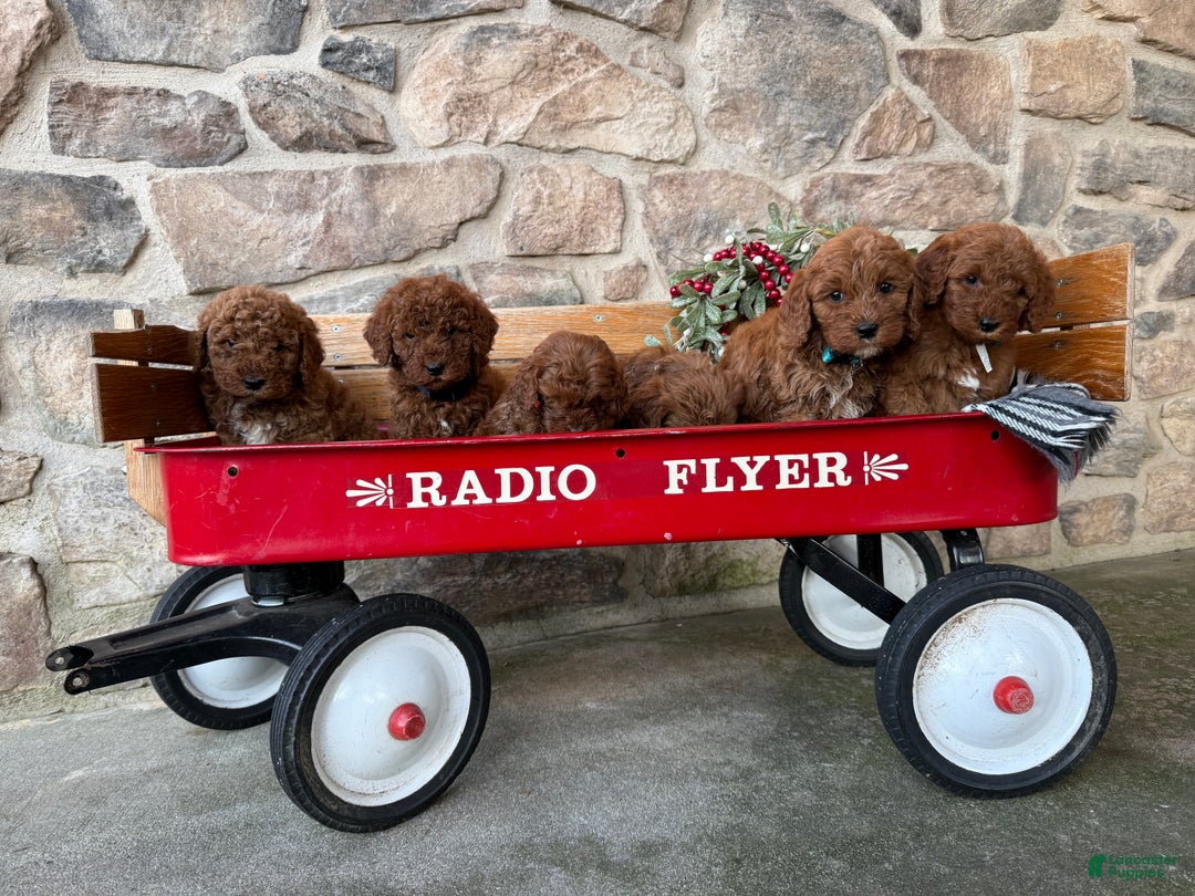 Mini Goldendoodle dogs for sale: Igloo - Ad 12