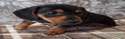 Miniature Dachshund dogs for sale: Romeo - Ad 3