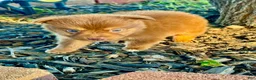 Miniature Australian Shepherd dogs for sale: Sunny - Ad 5
