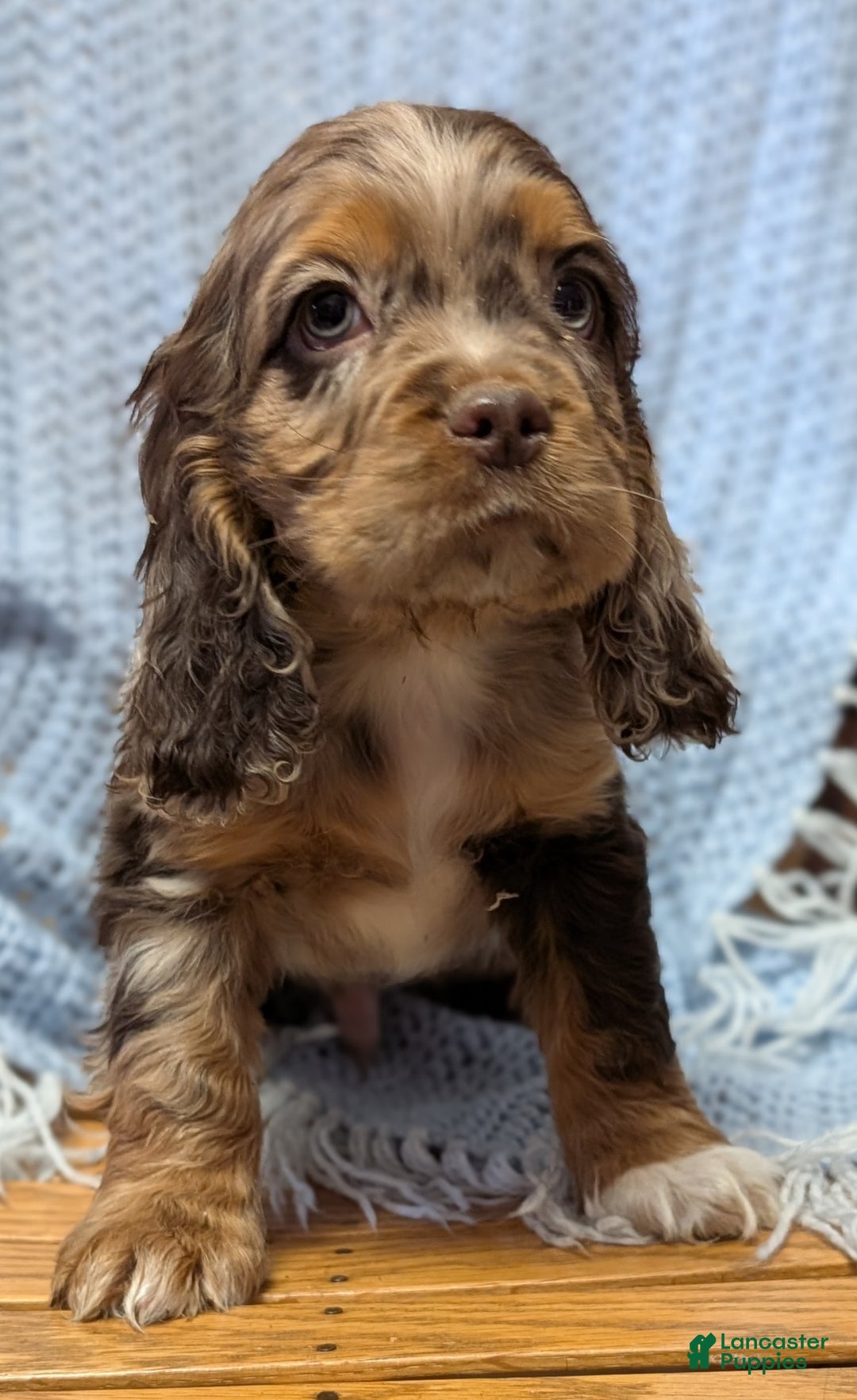 Cocker Spaniel dogs for sale: Whistle - Ad 2