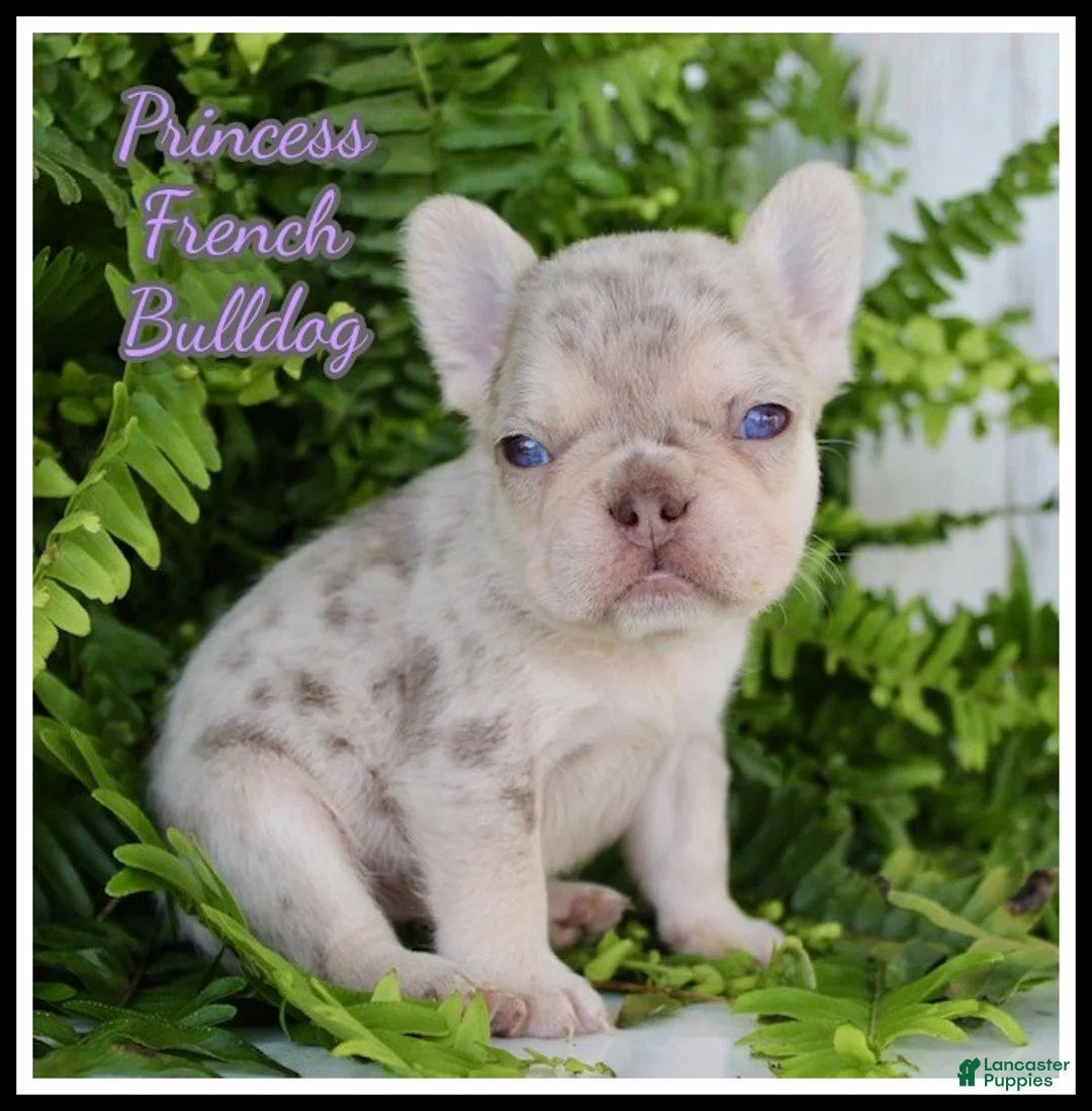 French Bulldog dogs for sale: Princess - Ad 1