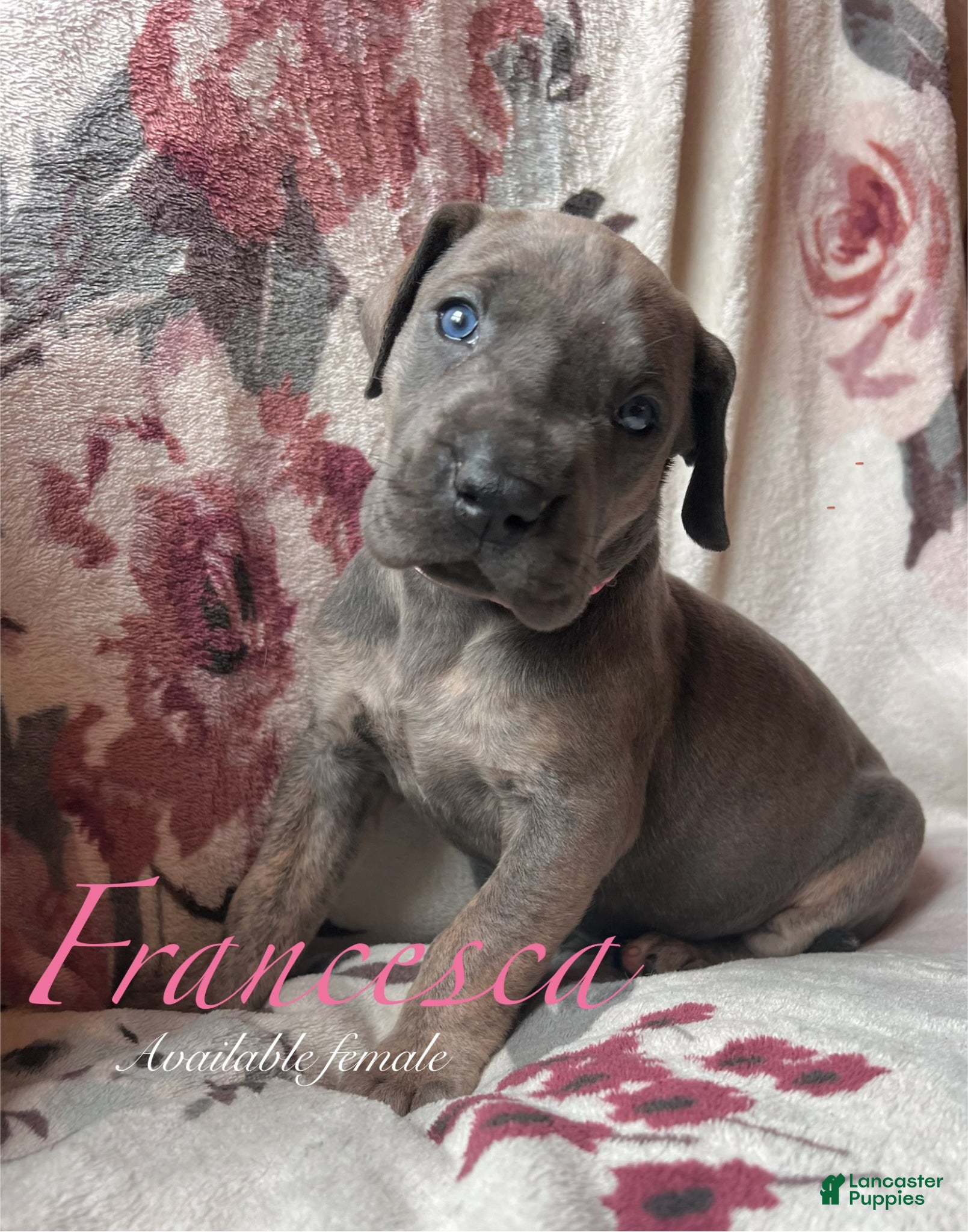 Great Dane dogs Francesca  - Ad 22