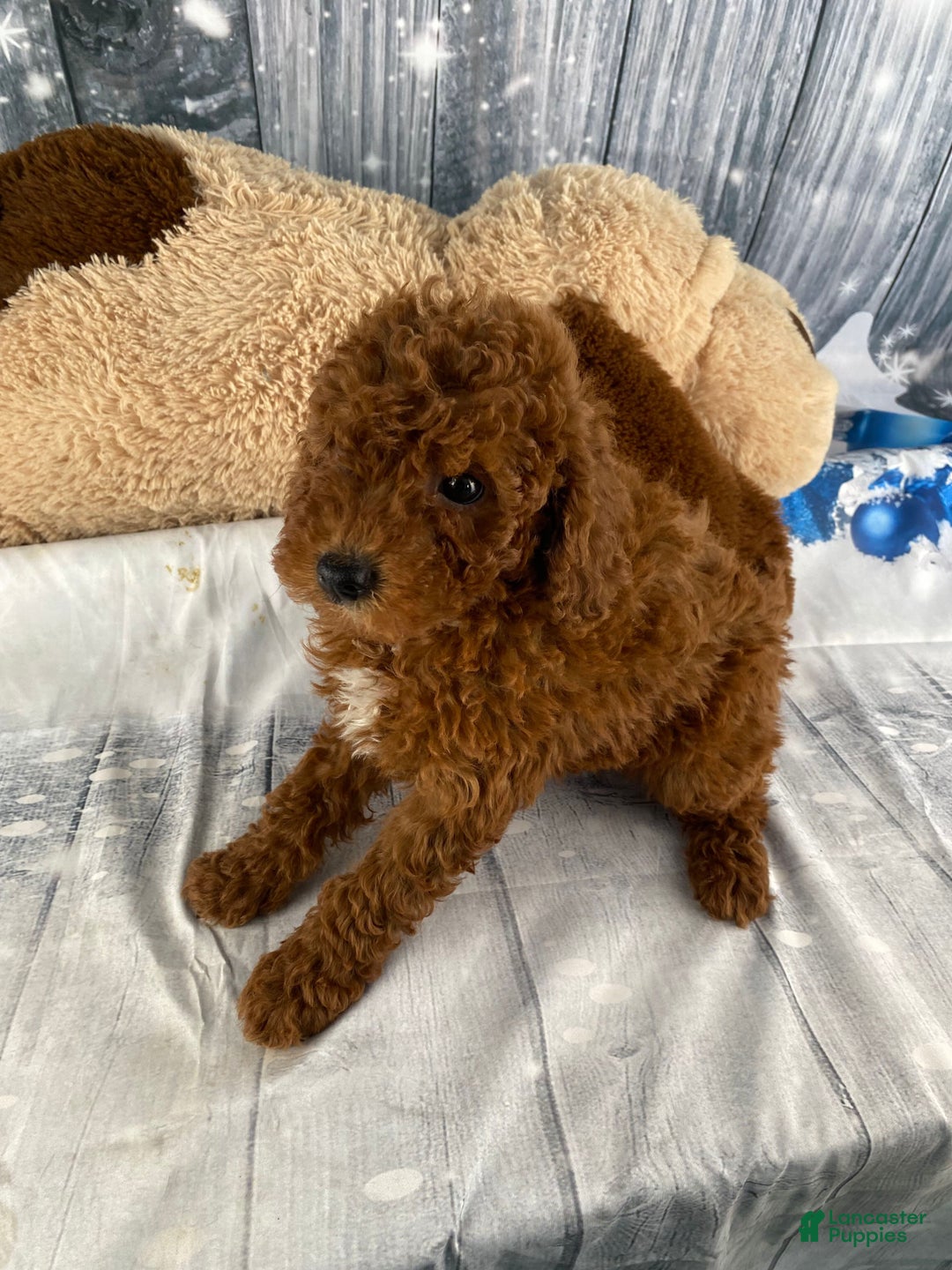 Miniature Poodle dogs for sale: Winnie - Ad 8