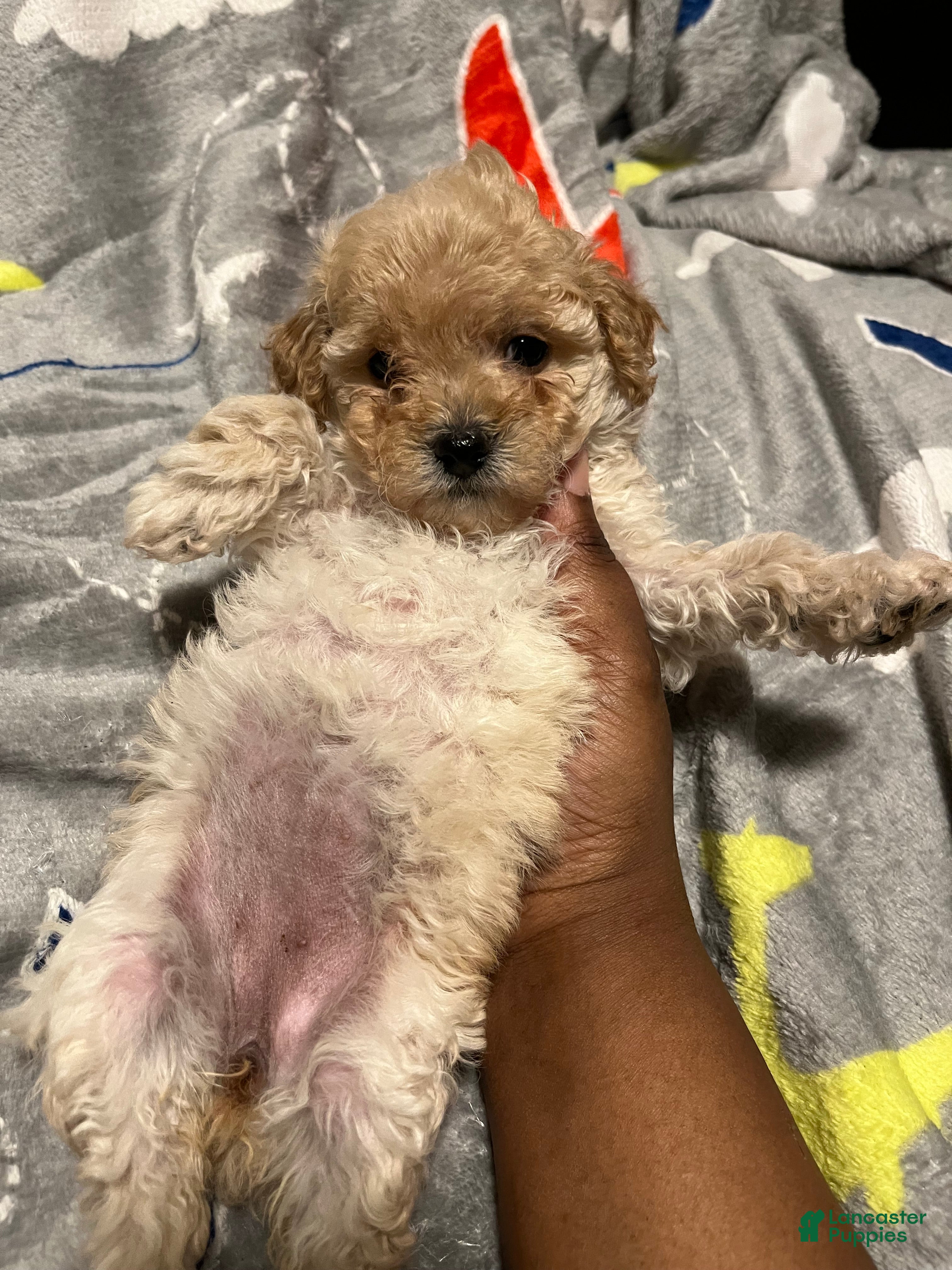 Toy Poodle dogs Dior - Ad 17