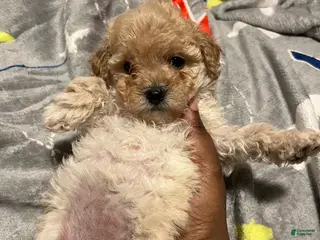 Toy Poodle dogs Dior - Ad 17