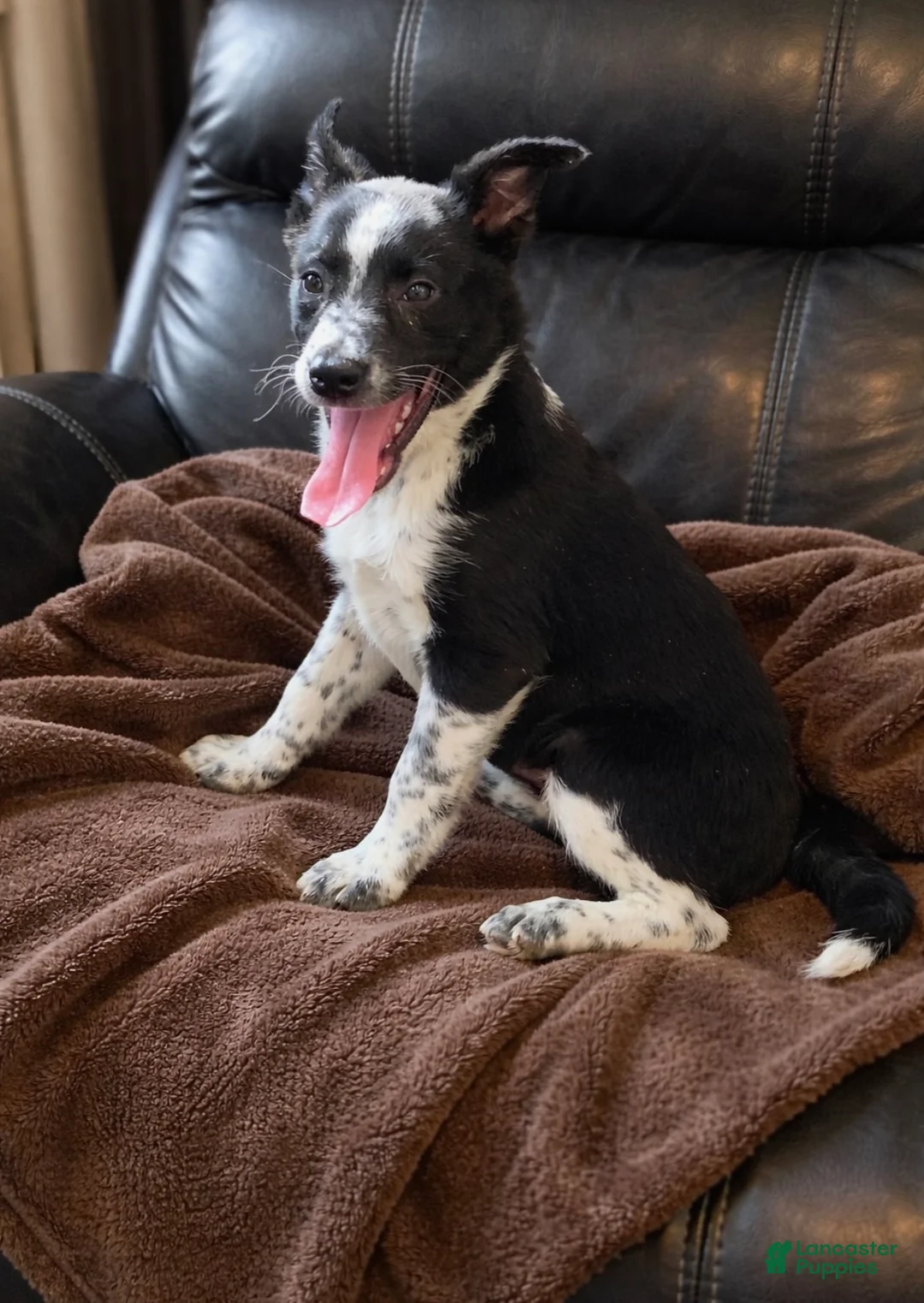 Australian Shepherd dogs for sale: Milo  - Ad 3