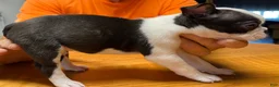 Boston Terrier dogs for sale: Boston Terrier 3 - Patch - Ad 3