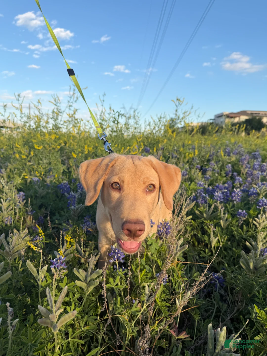 Labrador Retriever dogs for sale: Labrador Retriever Puppy 1 - Ad 7