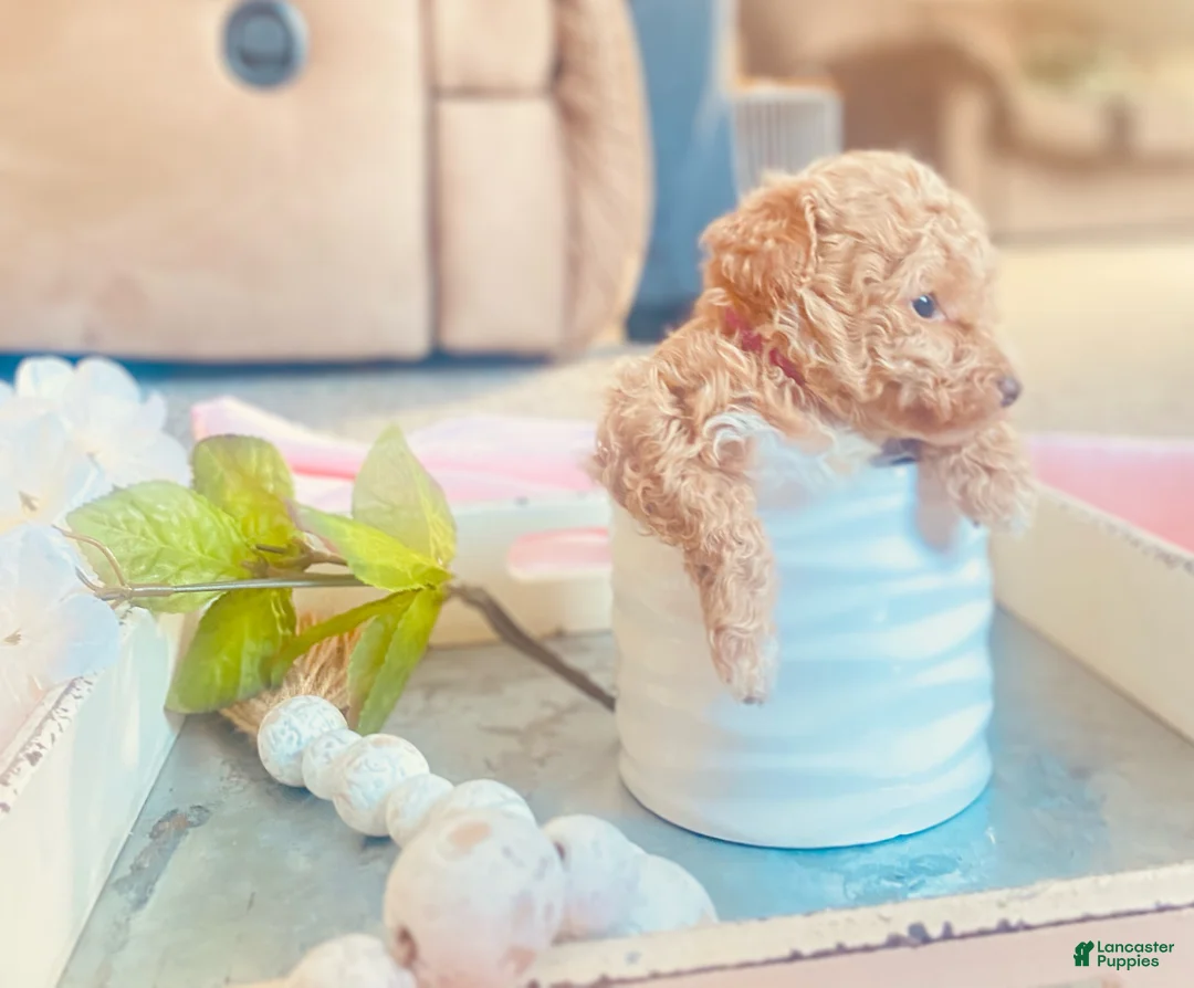 Toy Poodle dogs for sale: ♥️SWEET DOLLIE MAE♥️ - Ad 11