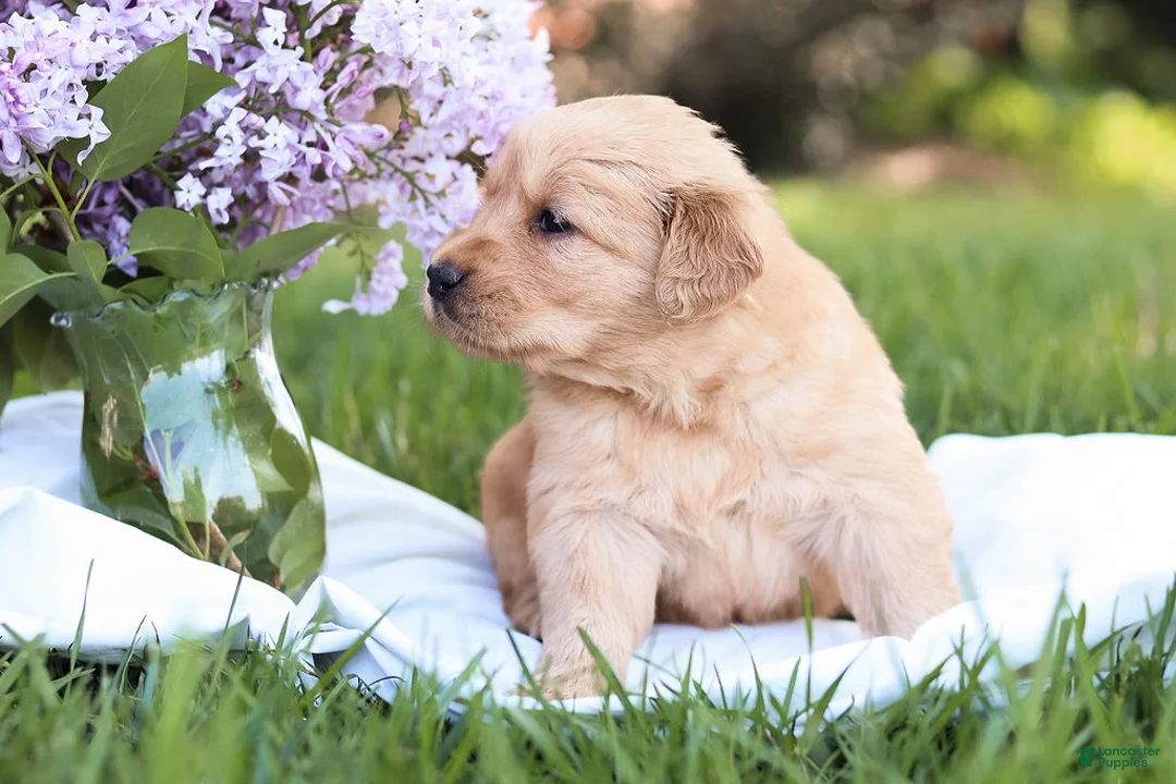 Golden Retriever dogs for sale: Golden Retriever Puppy 4 - Ad 1