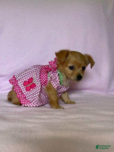 Chiweenie dogs Lil Red - Ad 2