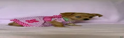 Chiweenie dogs for sale: Lil Red - Ad 2