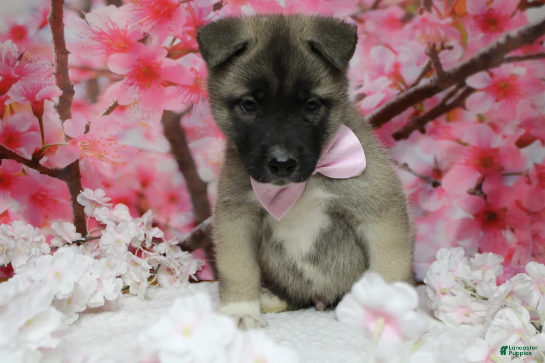 Akita dogs for sale: Braeburn - Ad 2