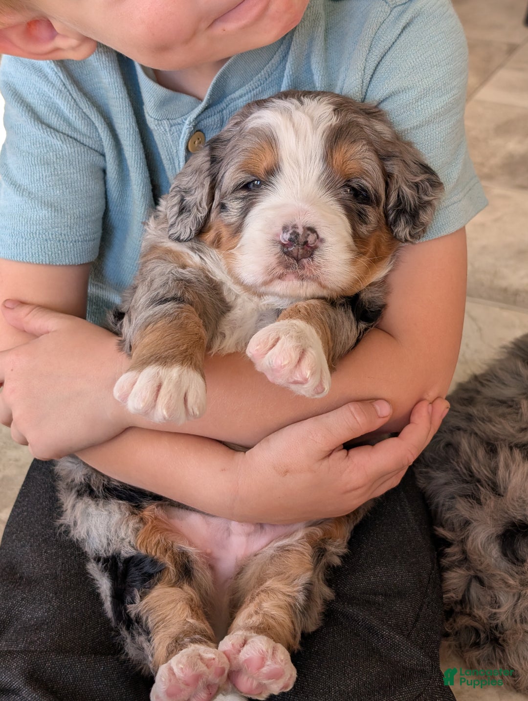 Mini Bernedoodle dogs for sale: Mini Baker  - Ad 10