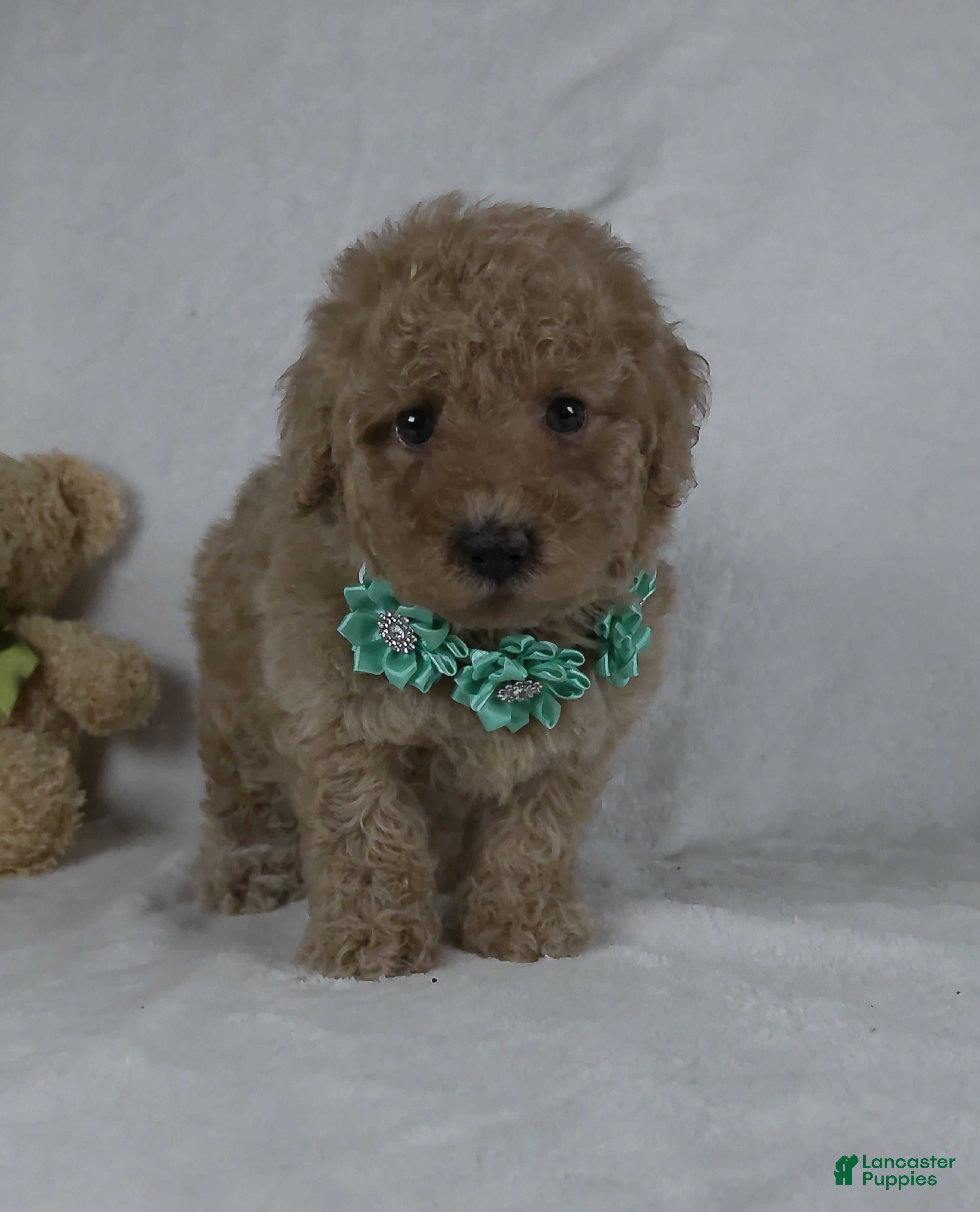 Miniature Poodle dogs Bo - Ad 1